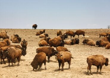eMTB Tour Burgen und Bisons im Harz