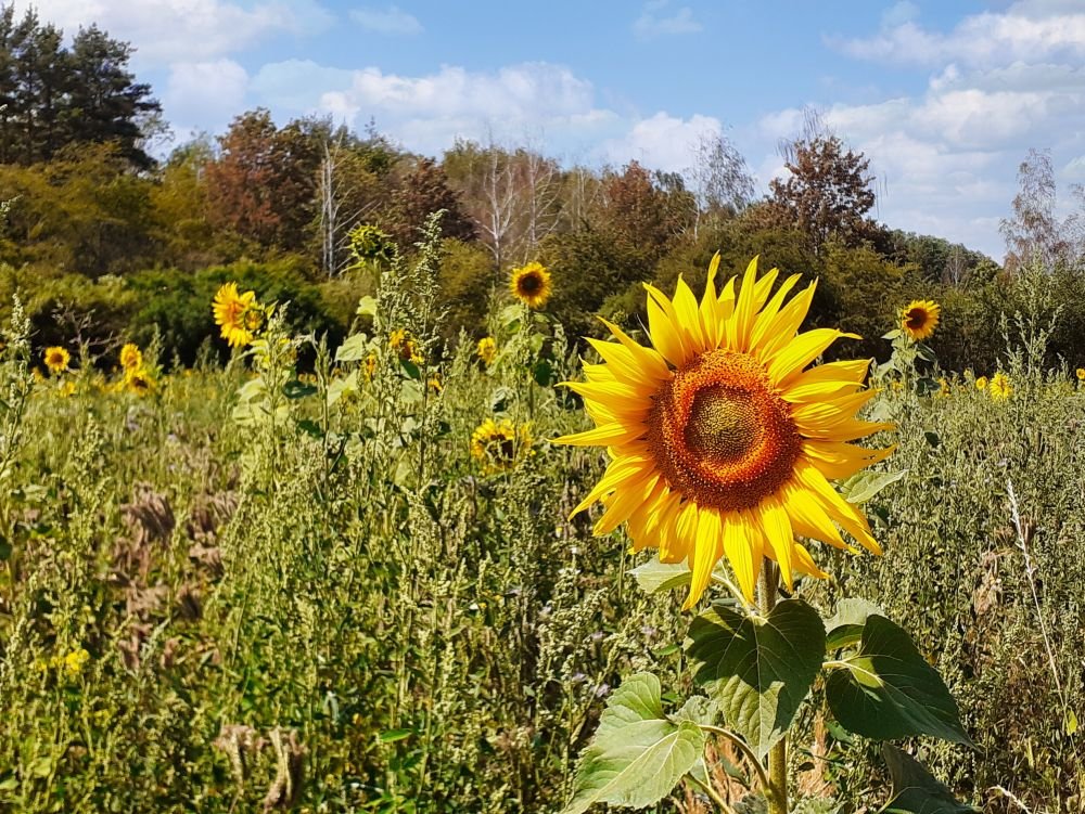 Sonnenblume auf einem Feld bei Quedlinburg