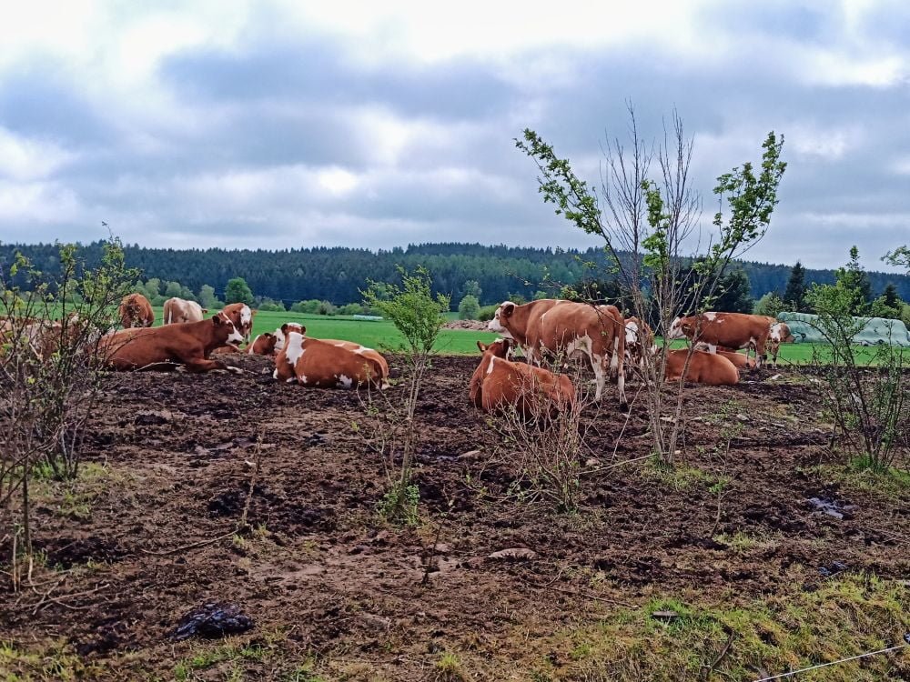 Kühe auf einer Weide im Harz